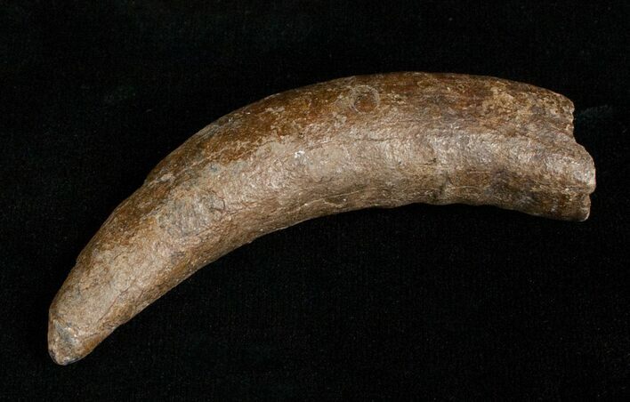 Fossil Sperm Whale Tooth - Georgia #5007
